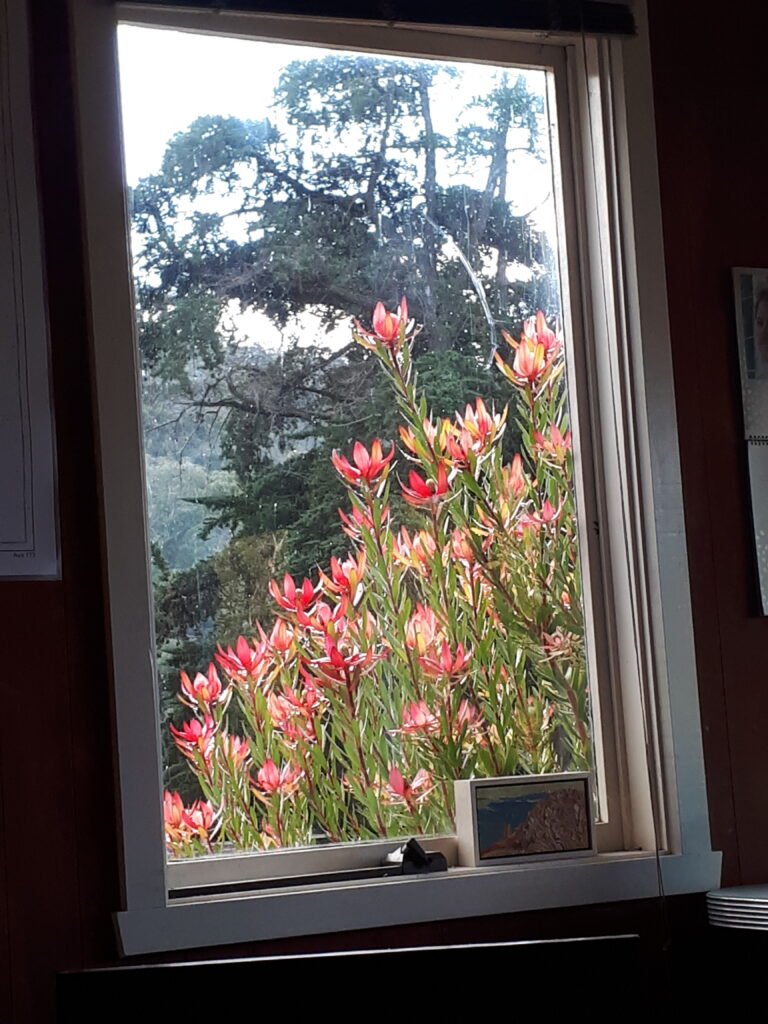 Red flowers seen through a window, a calming still-life image